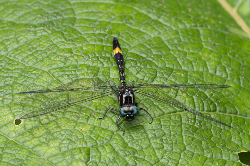 Brechmorhoga rapax (Amber-banded Clubskimmer)-2.jpg